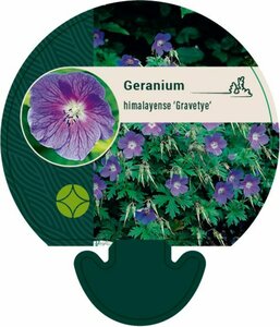 Geranium himalayense 'Gravetye' P9 - afbeelding 6