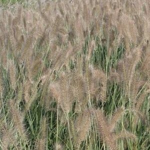 Pennisetum al. 'Reborn' P9 - afbeelding 1