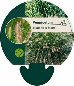 Pennisetum al. 'Reborn' P9 - afbeelding 4