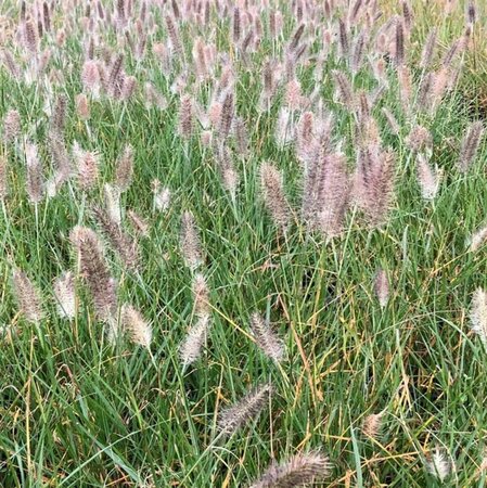 Pennisetum al. 'Reborn' P9 - afbeelding 3