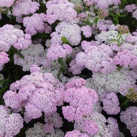 Achillea millefolium 'Apfelblüte' P9