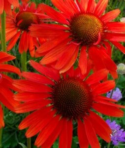 Echinacea purpurea 'Hot Lava' P9 - afbeelding 2