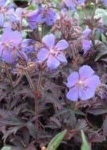 Geranium prat. 'Midnight Reiter' P9 - afbeelding 1