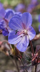 Geranium prat. 'Midnight Reiter' P9 - afbeelding 2