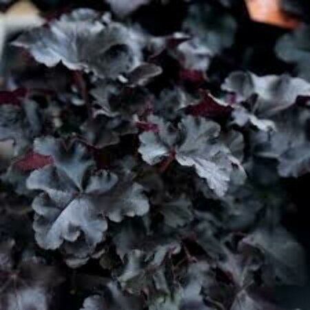 Heuchera 'Black Pearl' P9 - afbeelding 1