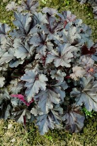 Heuchera 'Black Pearl' P9 - afbeelding 2