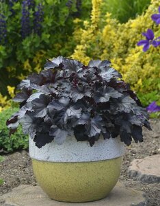 Heuchera 'Black Pearl' P9 - afbeelding 3