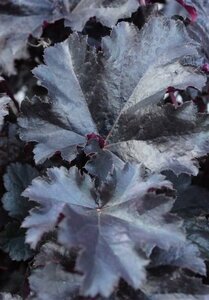 Heuchera 'Black Pearl' P9 - afbeelding 4