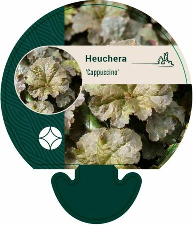 Heuchera 'Cappuccino' P9 - afbeelding 1