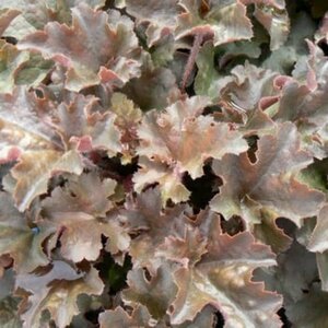 Heuchera 'Cappuccino' P9 - afbeelding 3