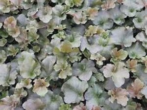 Heuchera 'Cappuccino' P9 - afbeelding 4