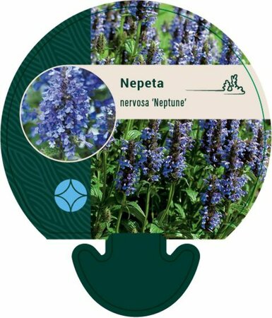 Nepeta nervosa 'Neptune' P9