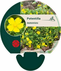 Potentilla neumanniana P9 - afbeelding 3