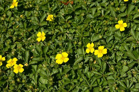 Potentilla neumanniana P9 - afbeelding 2