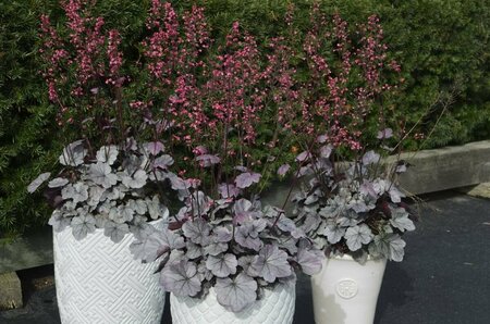 Heuchera 'Silver Gumdrop' P9 - afbeelding 1