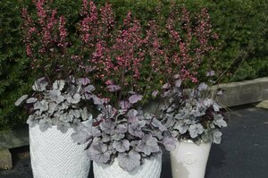 Heuchera 'Silver Gumdrop' P9 - afbeelding 1