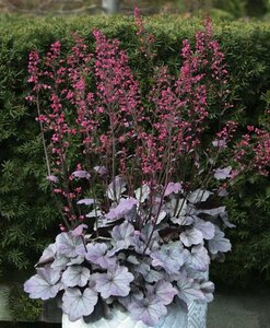 Heuchera 'Silver Gumdrop' P9 - afbeelding 2