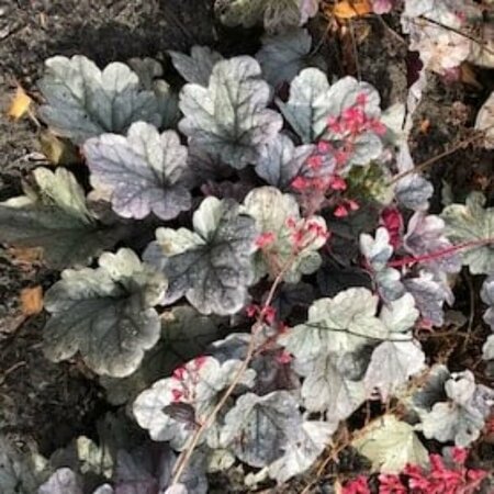 Heuchera 'Silver Gumdrop' P9 - afbeelding 3