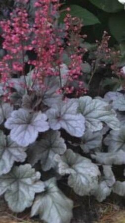 Heuchera 'Silver Gumdrop' P9 - afbeelding 4