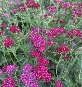 Achillea m. 'Sammetriese' P9