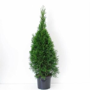 Thuja occidentalis 'Smaragd' 80/100 C. - afbeelding 12