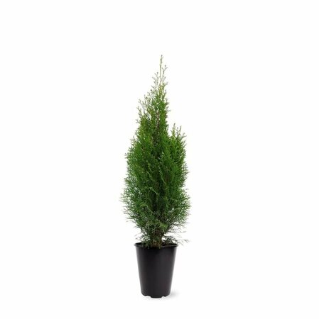 Thuja occidentalis 'Smaragd' 80/100 C. - afbeelding 10