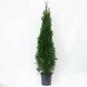 Thuja occidentalis 'Smaragd' 80/100 C. - afbeelding 8