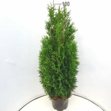 Thuja occidentalis 'Smaragd' 80/100 C. - afbeelding 11