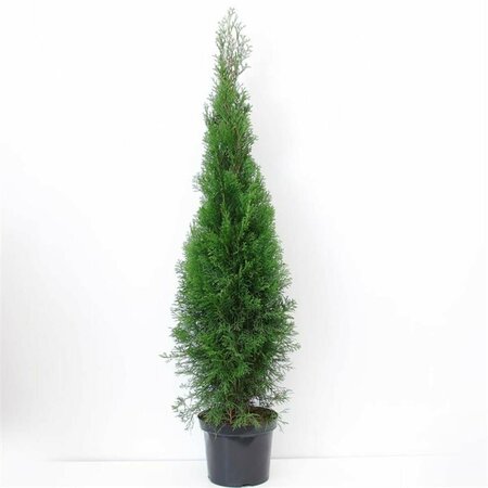 Thuja occidentalis 'Smaragd' 80/100 C. - afbeelding 9