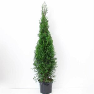 Thuja occidentalis 'Smaragd' 80/100 C. - afbeelding 9