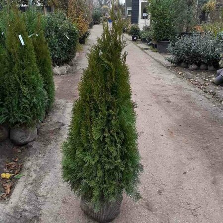 Thuja occidentalis 'Smaragd' 80/100 C. - afbeelding 5