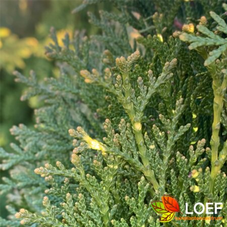 Thuja occidentalis 'Smaragd' 80/100 C. - afbeelding 1