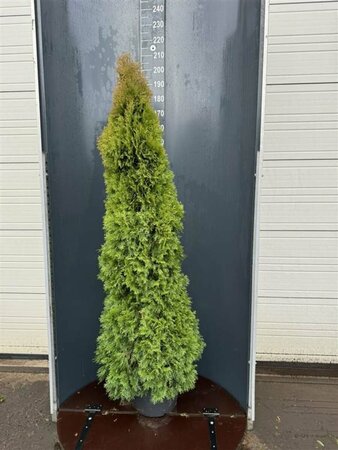 Thuja occidentalis 'Smaragd' 80/100 C. - afbeelding 7