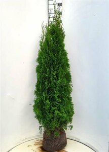 Thuja occidentalis 'Smaragd' 80/100 C. - afbeelding 14