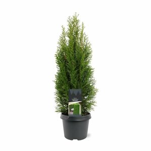 Thuja occidentalis 'Smaragd' 80/100 C. - afbeelding 6