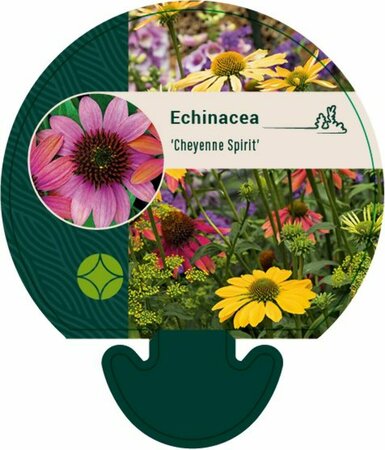 Echinacea purpurea 'Cheyenne Spirit' P9