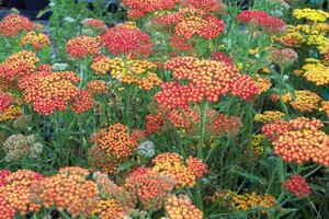 Achillea 'Feuerland' P9