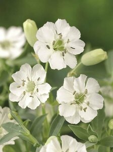 Silene maritima 'Weisskehlchen' P9 - afbeelding 4