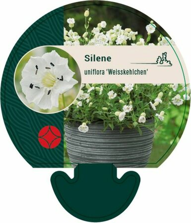 Silene maritima 'Weisskehlchen' P9 - afbeelding 1