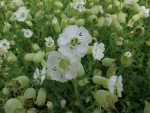 Silene maritima 'Weisskehlchen' P9 - afbeelding 5