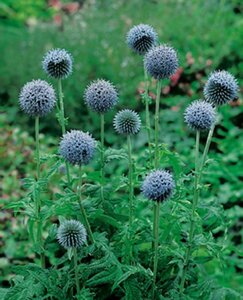 Echinops bannaticus P9 - afbeelding 1