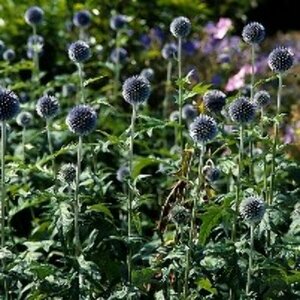 Echinops bannaticus P9 - afbeelding 2