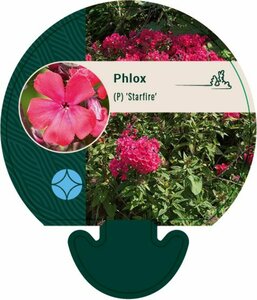 Phlox paniculata 'Starfire' P9 - afbeelding 4