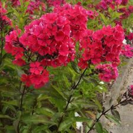 Phlox paniculata 'Starfire' P9 - afbeelding 2