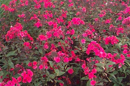 Phlox paniculata 'Starfire' P9 - afbeelding 1