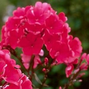 Phlox paniculata 'Starfire' P9 - afbeelding 3