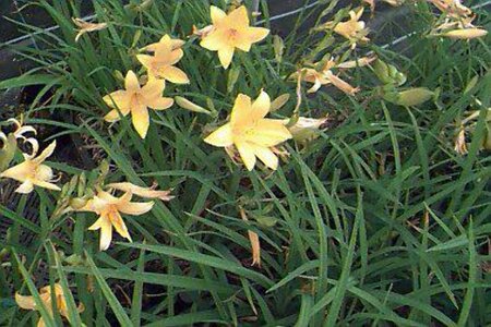 Hemerocallis middendorffii P9 - afbeelding 1