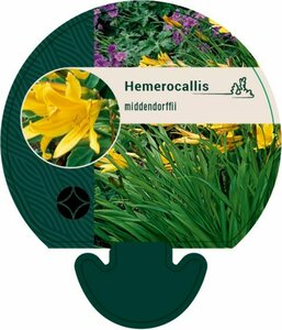 Hemerocallis middendorffii P9 - afbeelding 2