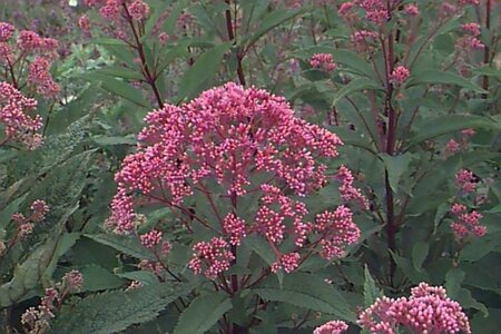 Eupatorium mac. 'Glutball' P9 - afbeelding 1