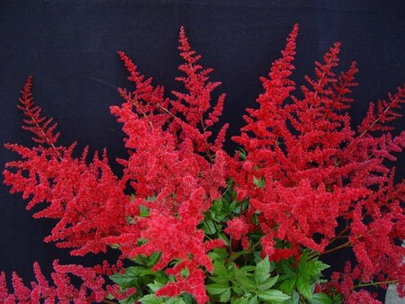 Astilbe japonica 'Montgomery' P9 - afbeelding 2